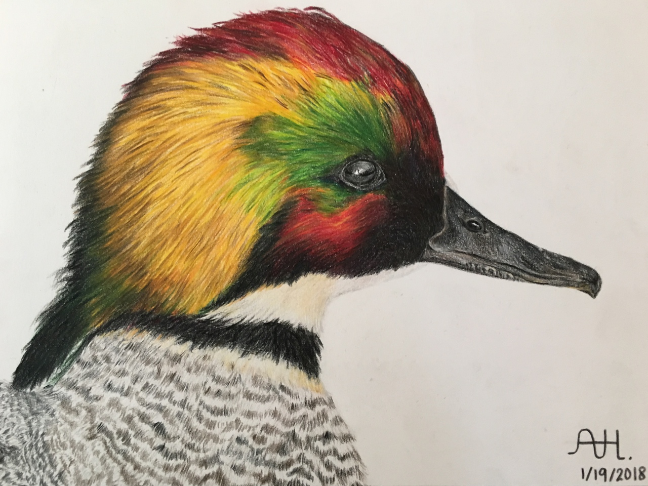 Duck Head