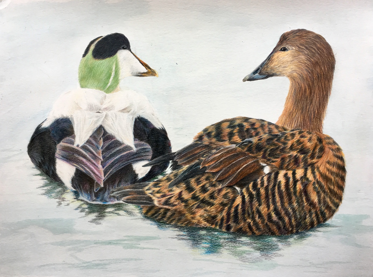 Common Eiders