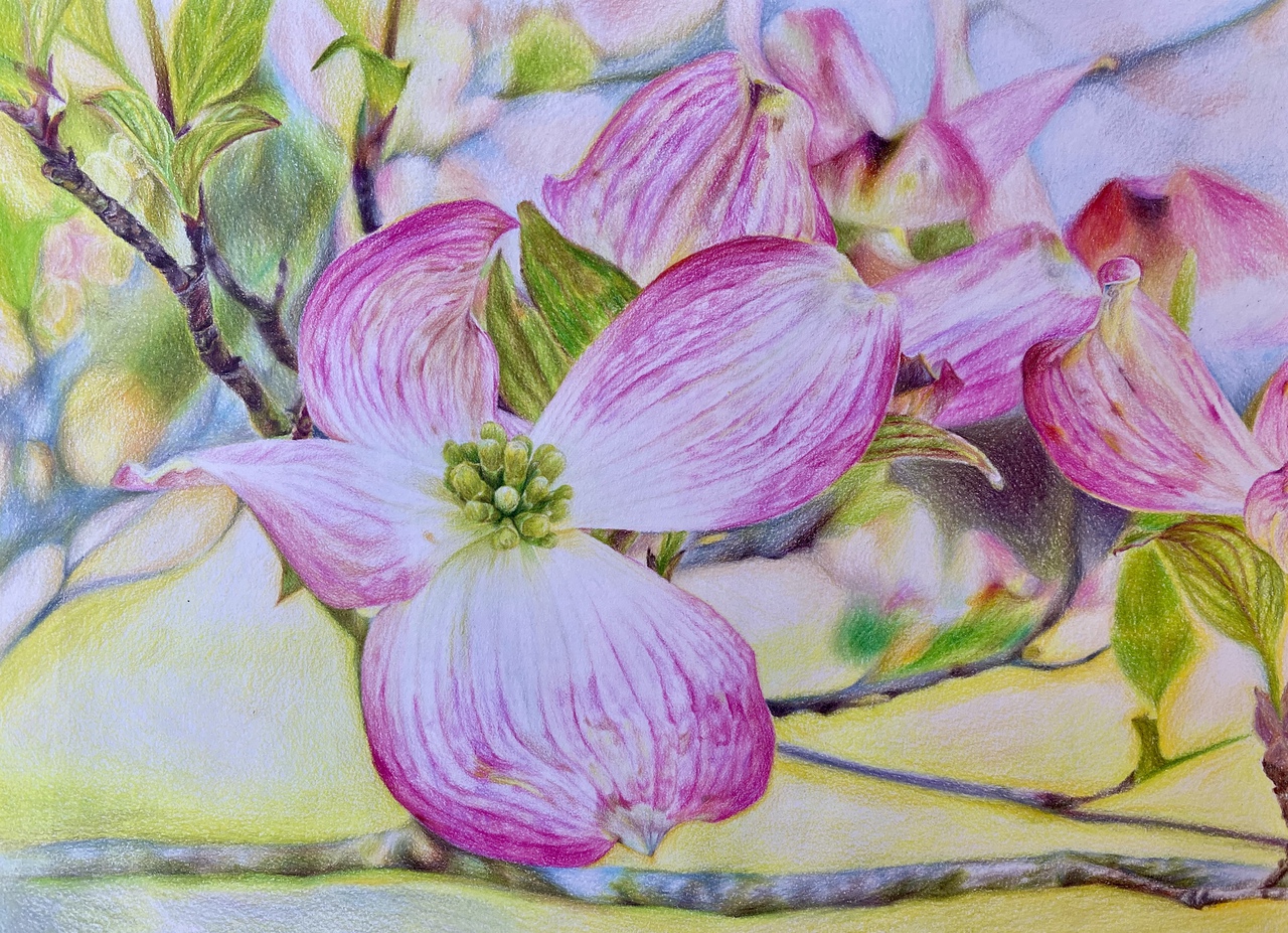 Pink Spring
