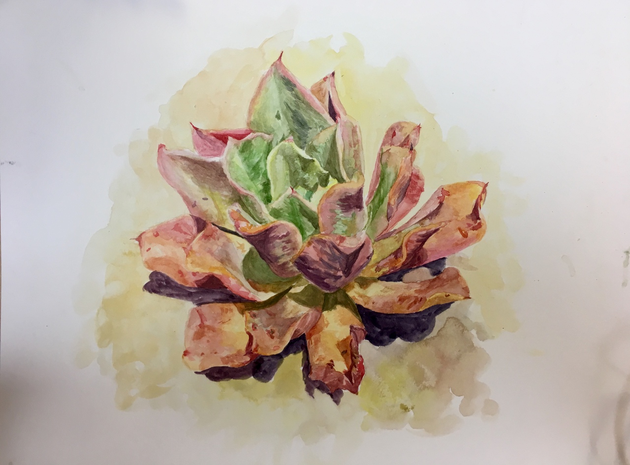 Succulent