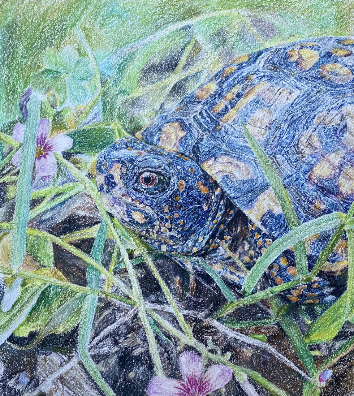 Box Turtle